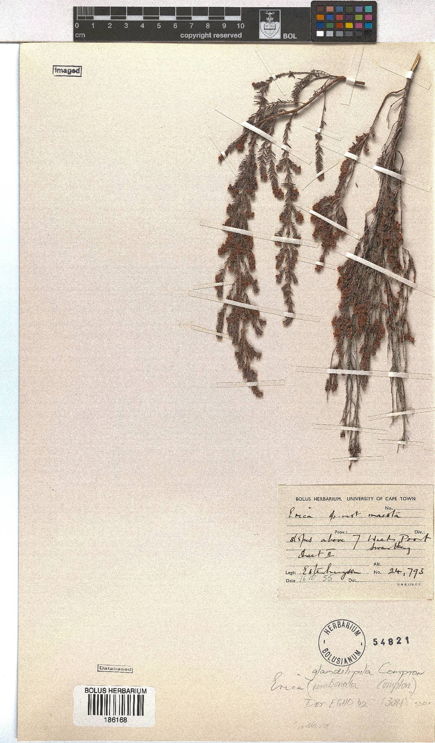 Erica glandulipila image
