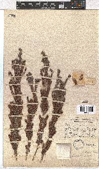 Erica glandulipila image