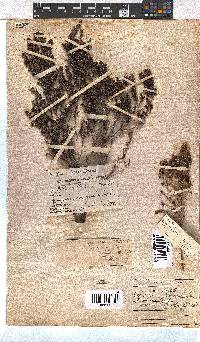 Erica hispidula image