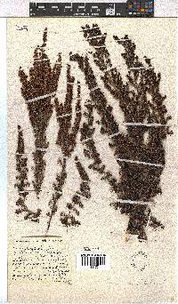 Erica hispidula image