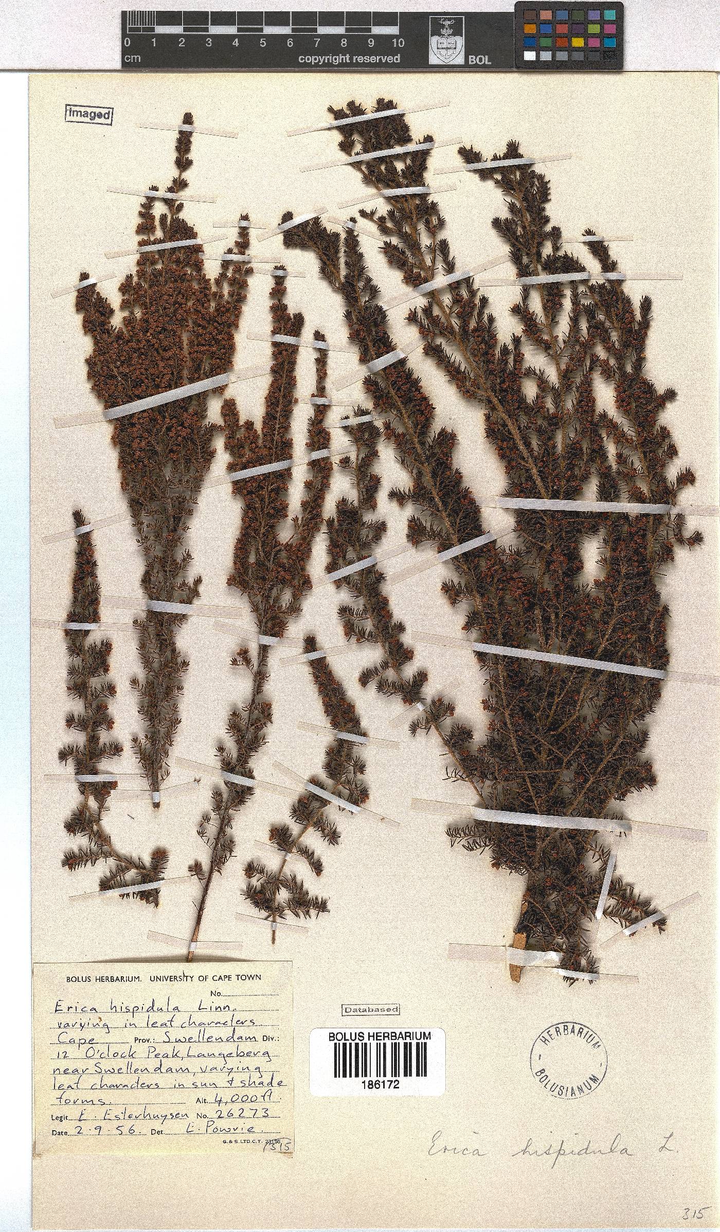 Erica hispidula image