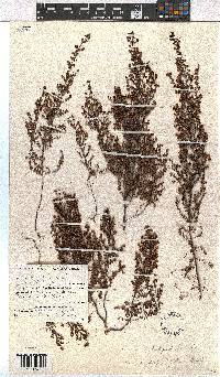 Erica hispidula image