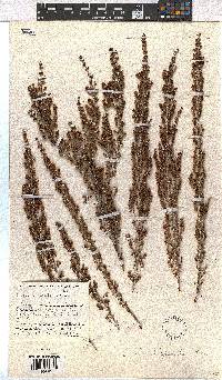 Erica hispidula image