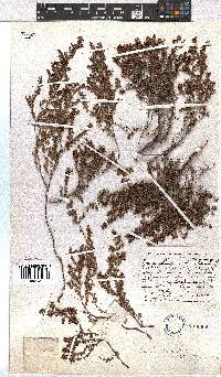 Erica hispidula image