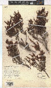 Erica hispidula image