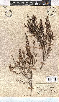 Erica hispidula image