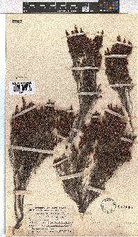 Erica hispidula image