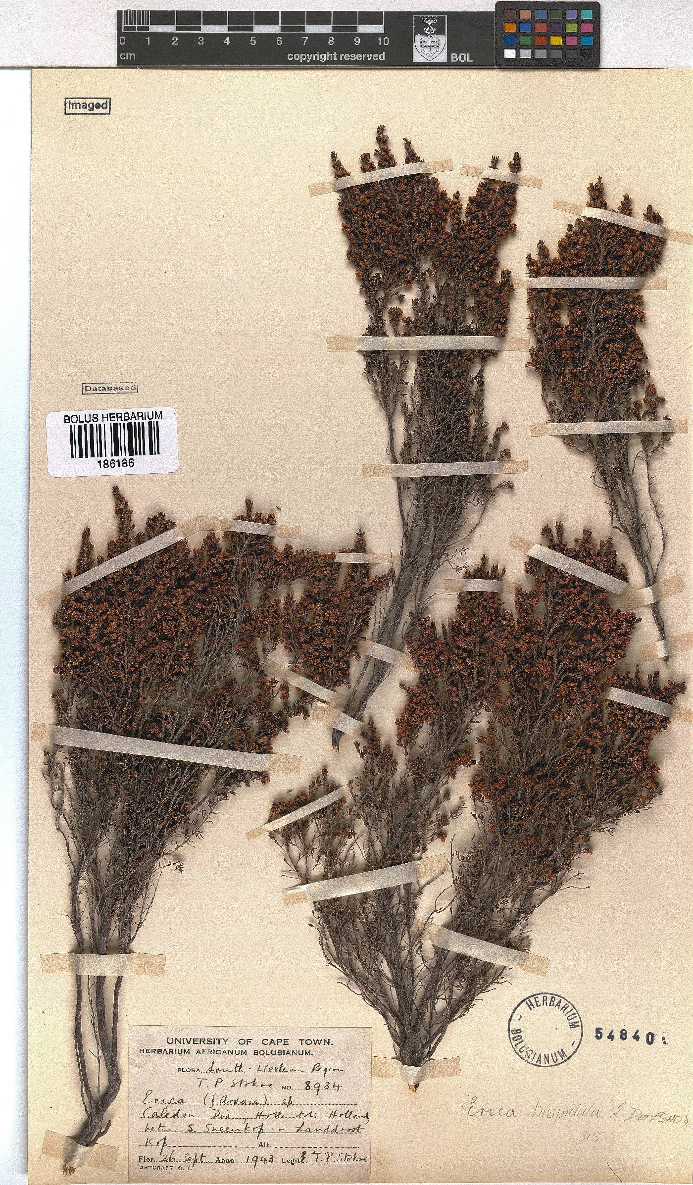 Erica hispidula image