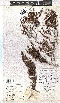 Erica hispidula image