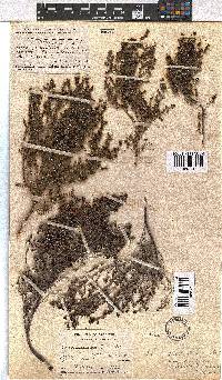 Erica hispidula var. viscidula image