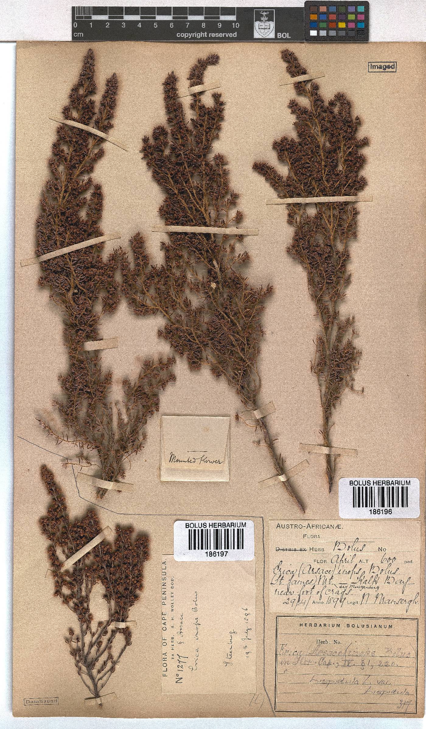 Erica hispidula var. hispidula image