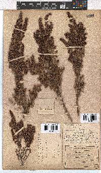 Erica hispidula var. hispidula image