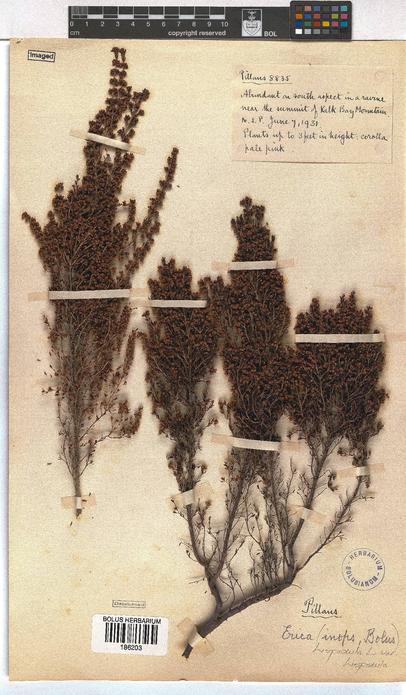 Erica hispidula var. hispidula image