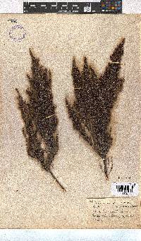 Erica leucopelta image