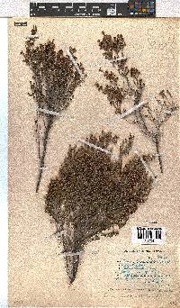 Erica leucopelta image