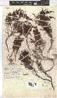 Erica leucopelta image