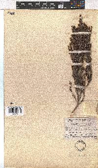 Erica leucopelta image