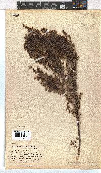 Erica leucopelta image