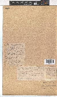 Erica leucopelta image