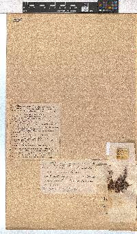 Erica leucopelta image