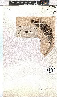 Erica leucopelta image