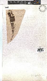 Erica leucopelta image