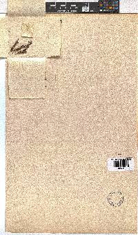 Erica leucopelta image