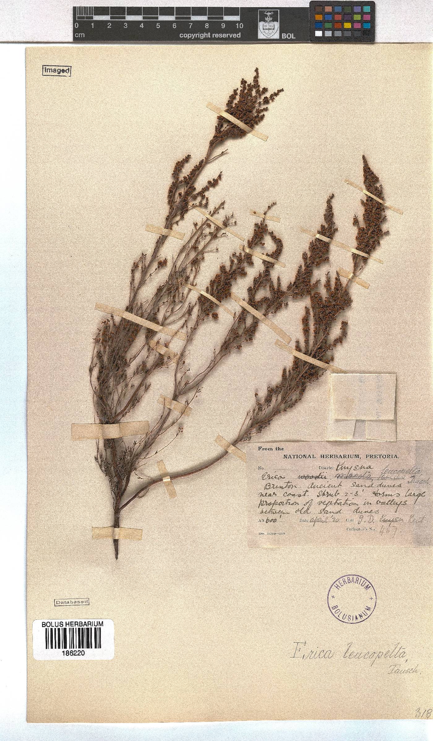Erica leucopelta image