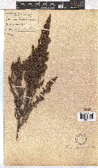 Erica leucopelta image