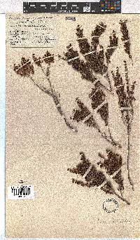 Erica leucopelta image