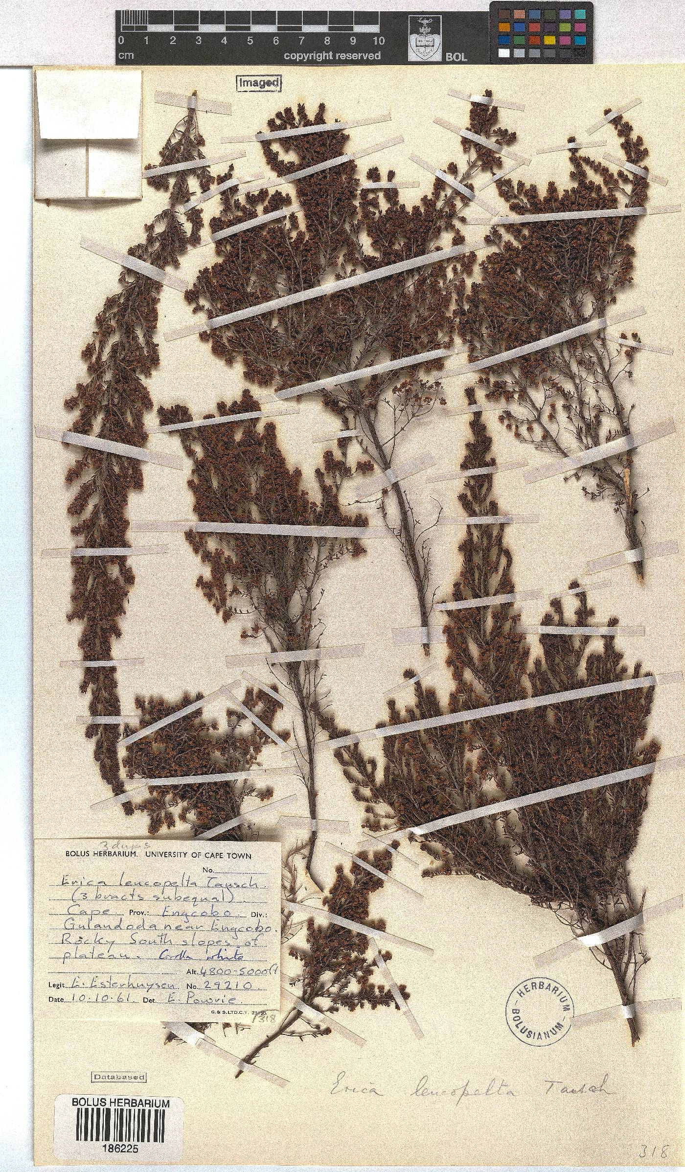 Erica leucopelta image