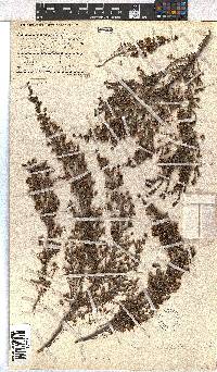 Erica leucopelta image