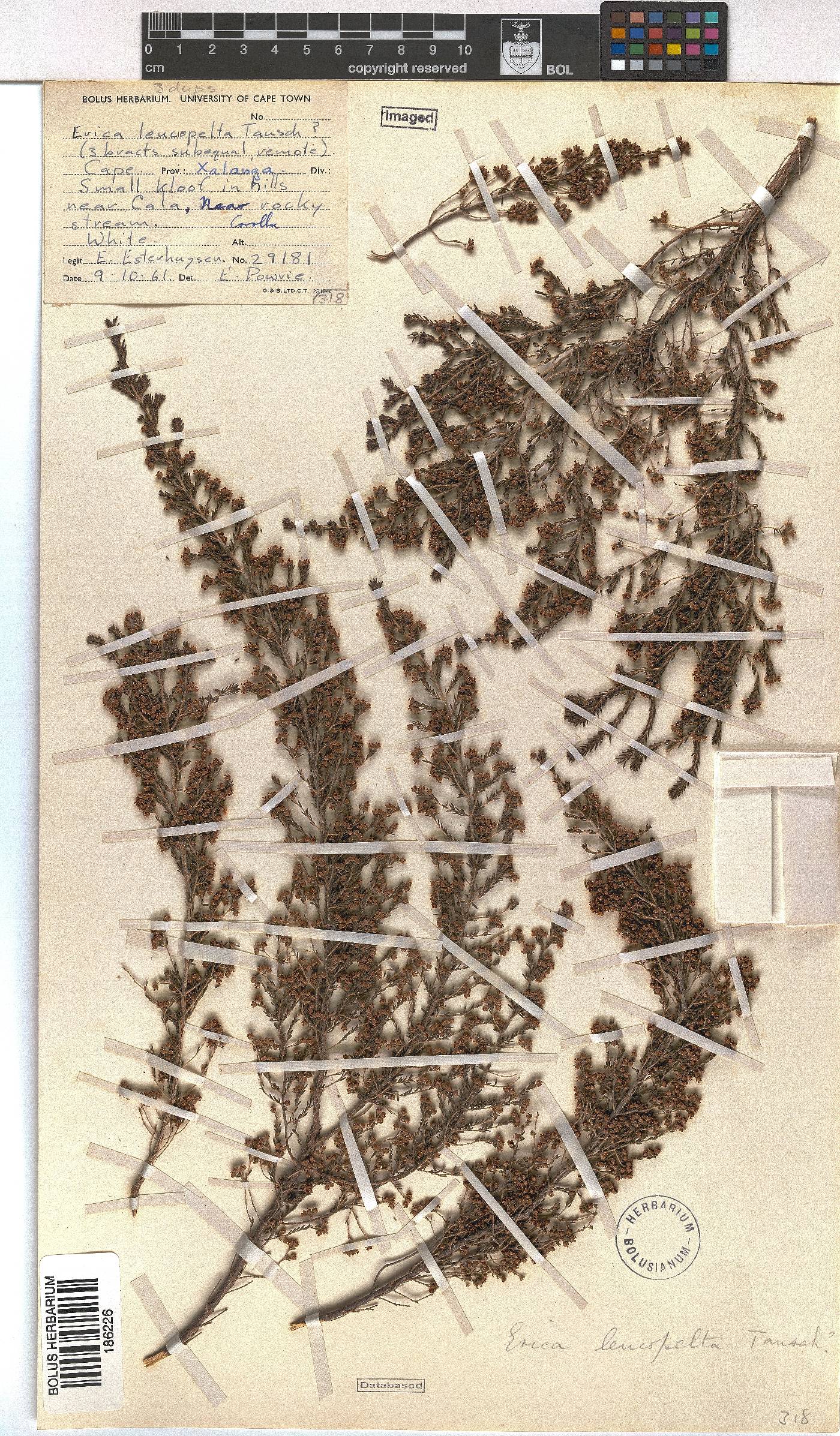 Erica leucopelta image