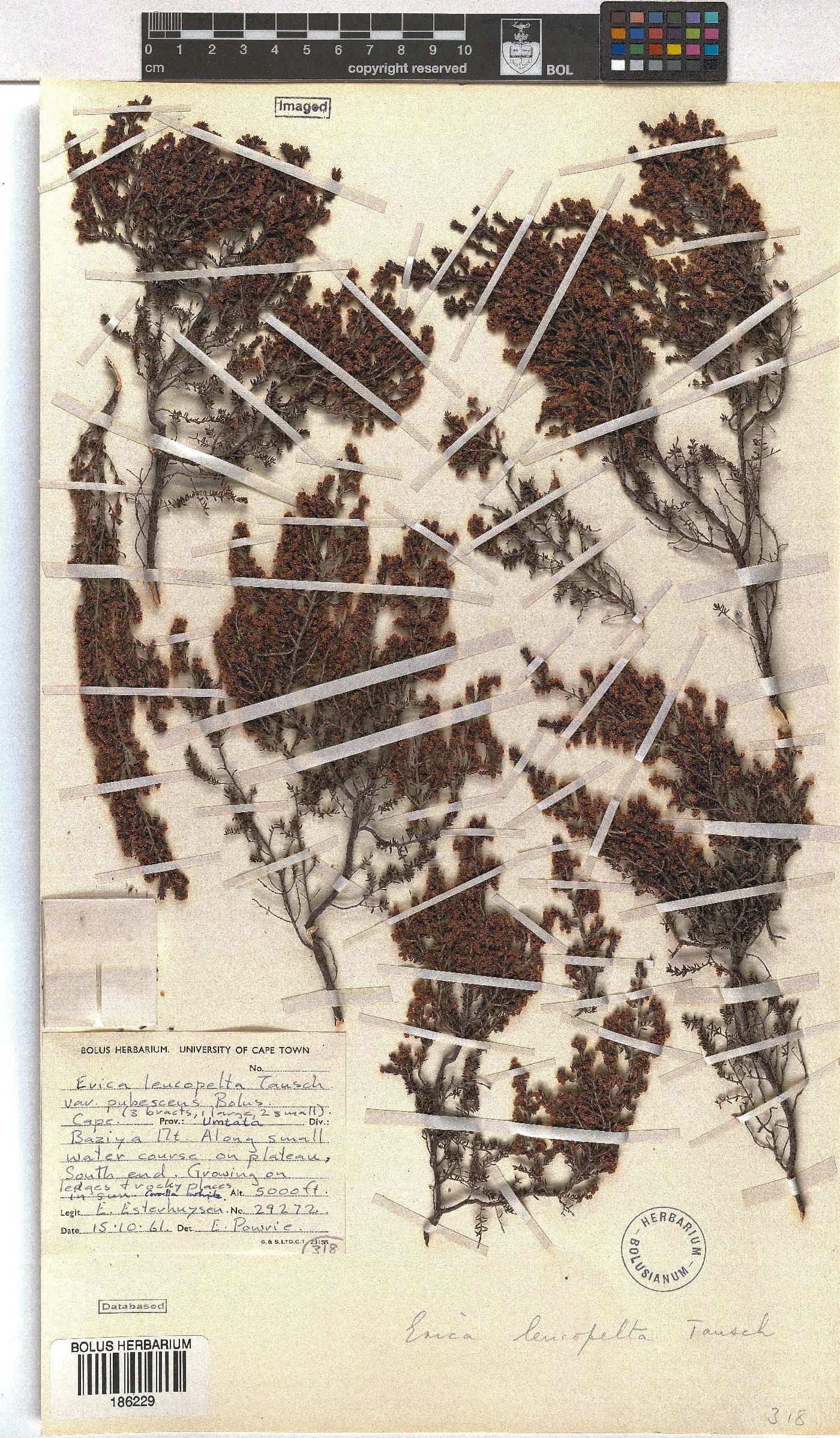 Erica leucopelta image