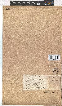 Erica leucopelta var. pubescens image