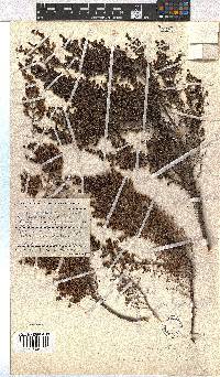 Erica leucopelta var. pubescens image