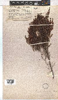 Erica leucopelta var. ephebioides image