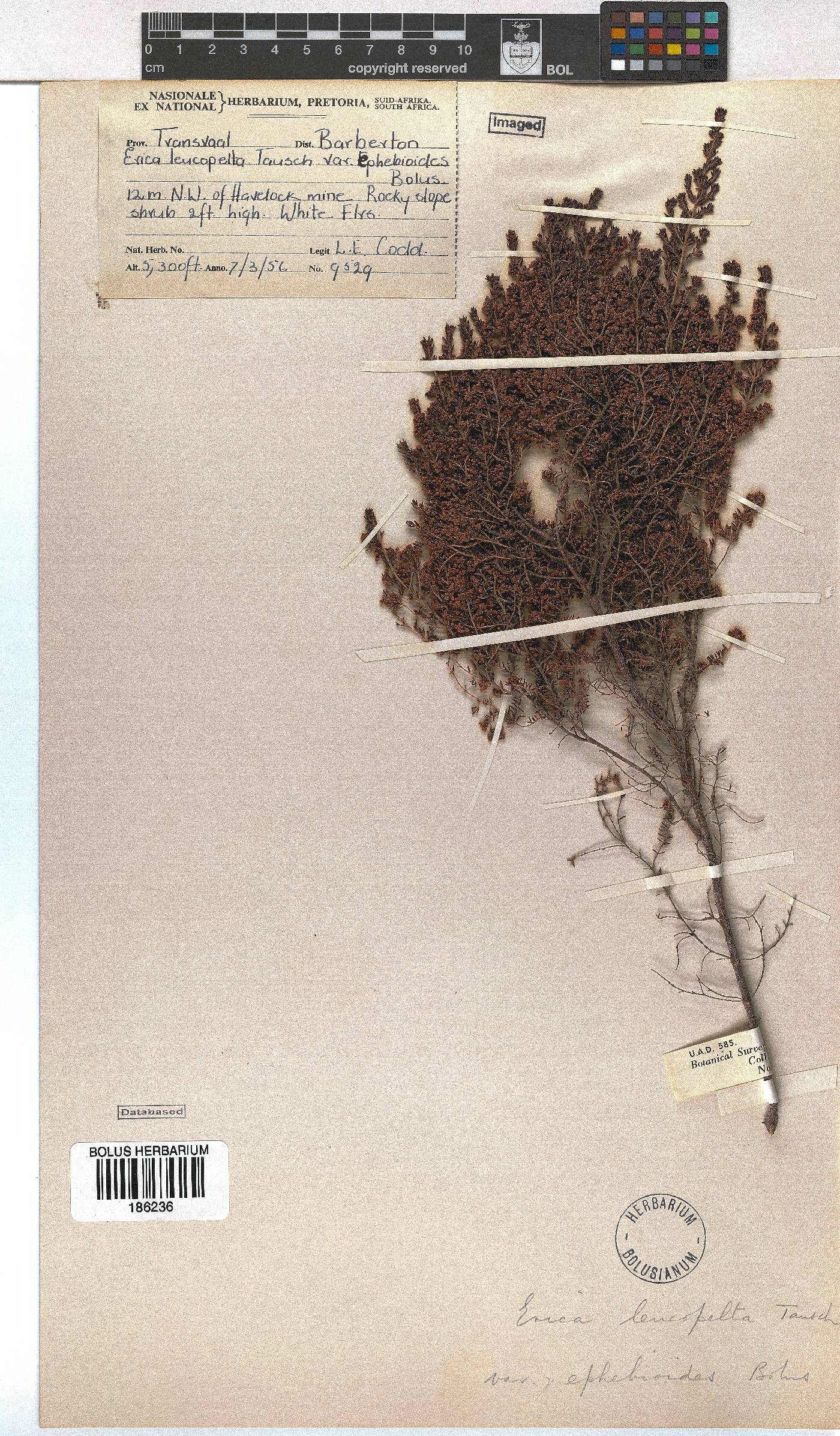 Erica leucopelta var. ephebioides image