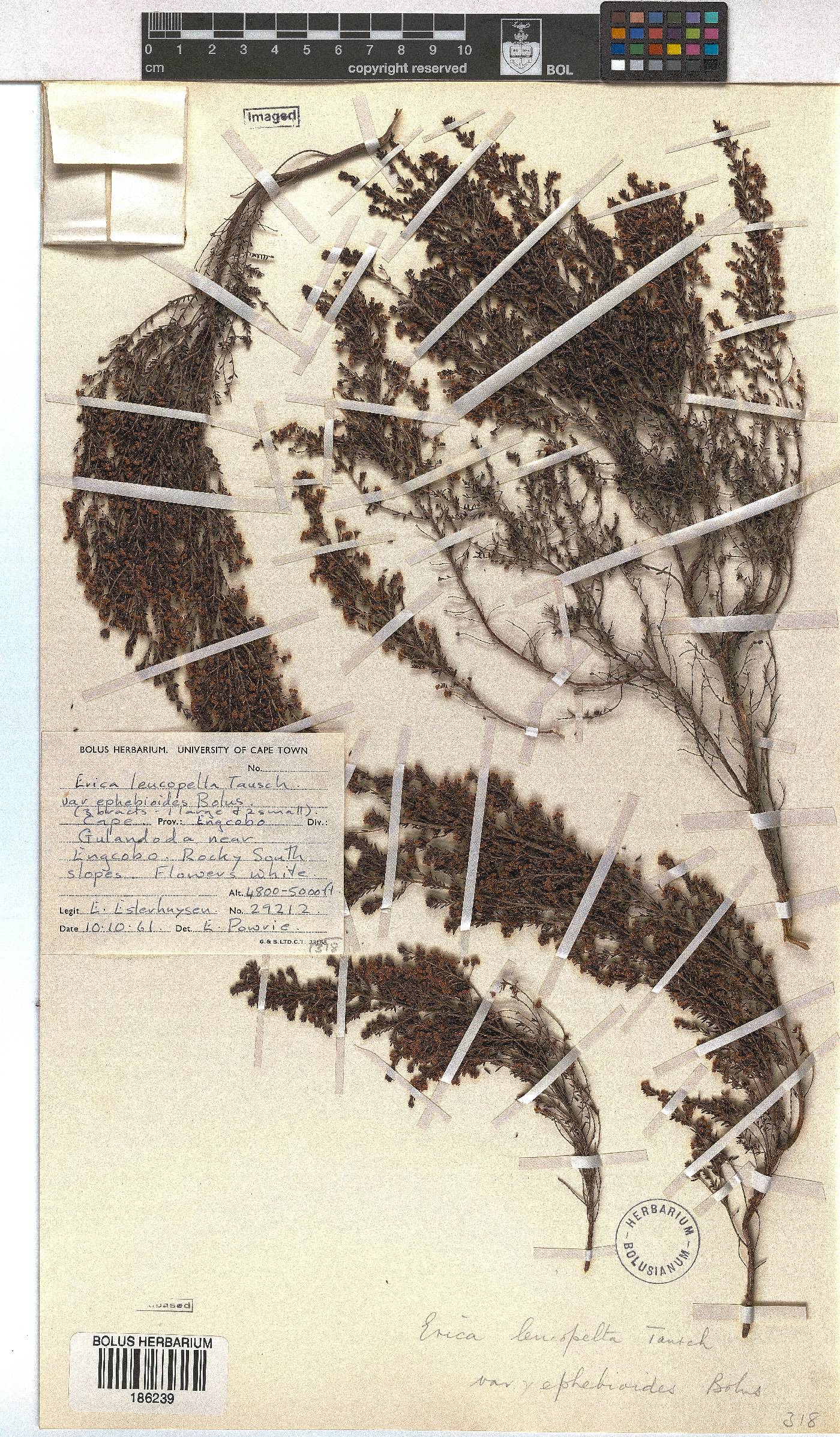 Erica leucopelta var. ephebioides image