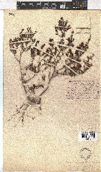 Erica leucopelta var. luxurians image