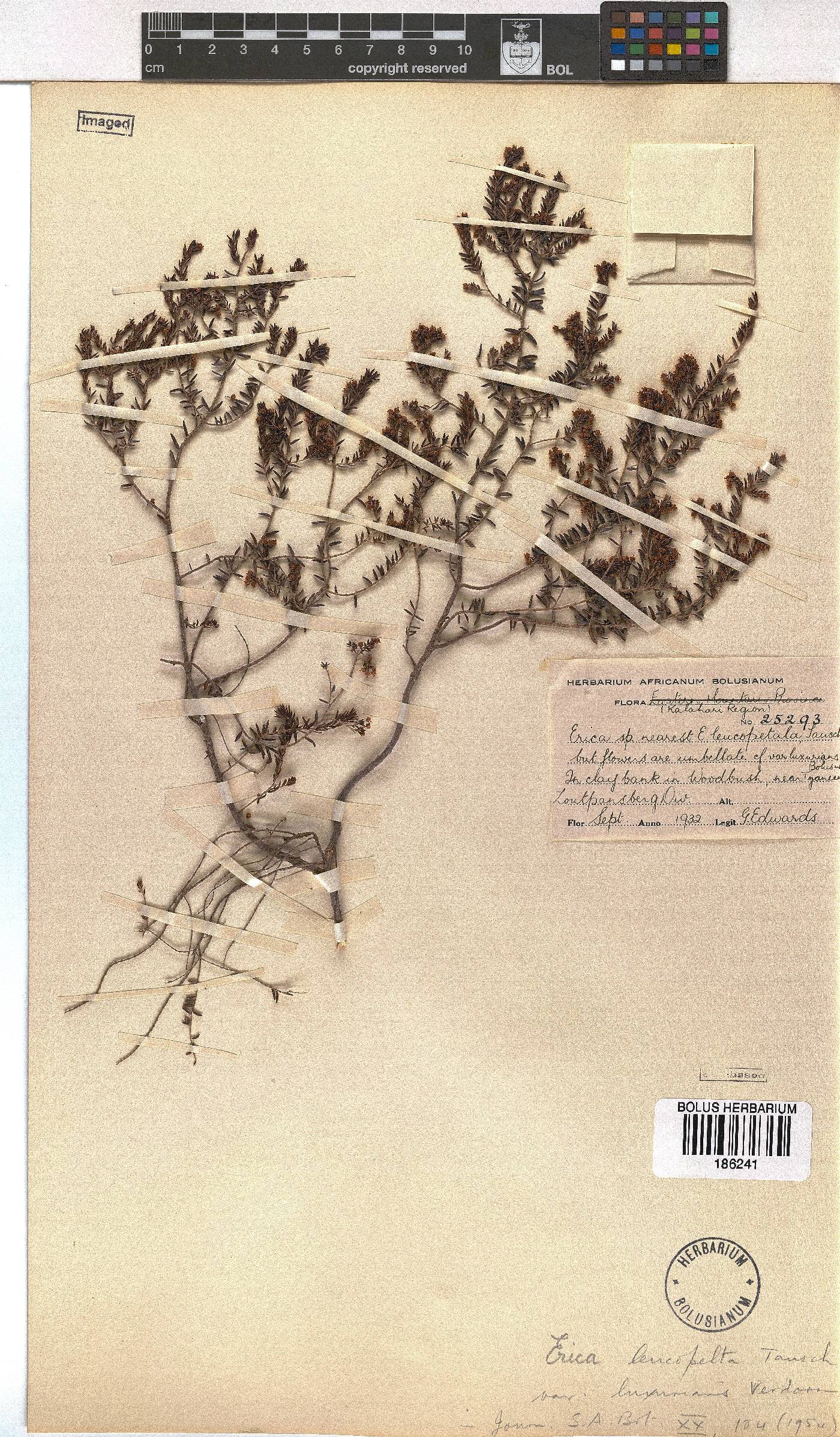 Erica leucopelta var. luxurians image