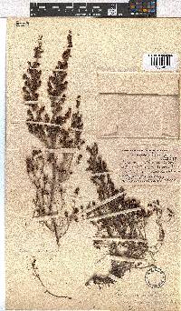 Erica leucopelta image