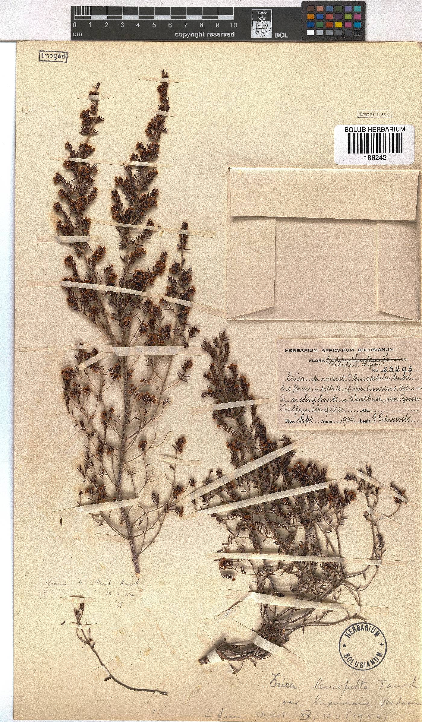 Erica leucopelta var. luxurians image