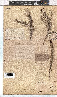 Erica caespitosa image