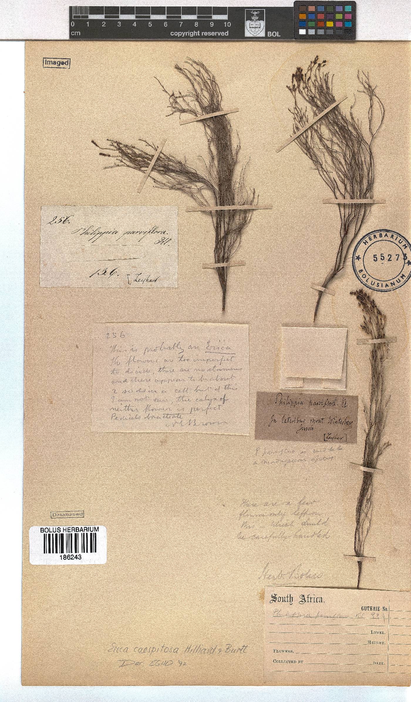 Erica caespitosa image