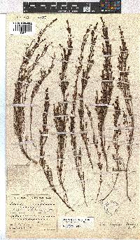 Erica caespitosa image