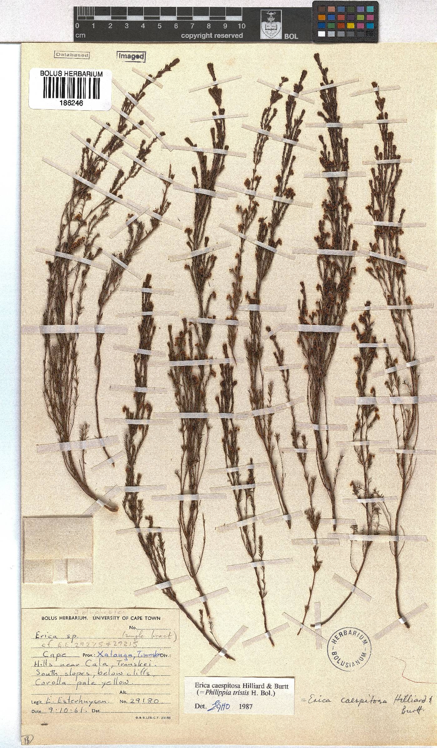 Erica caespitosa image