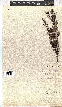 Erica caespitosa image