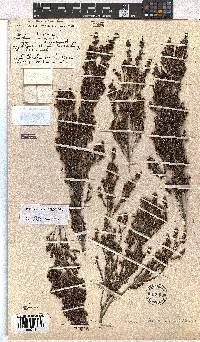 Erica karooica image