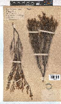 Erica leptopus image